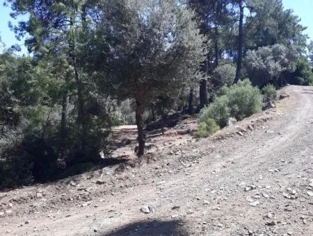 Dalyan Iztuzu In Der Dalyan Zum Verkauf Zum Verkauf In Der Candır 2367M2 2B