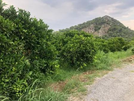 722M2 Grundstück Zum Verkauf In Dalyan Gülpınar Zum Verkauf