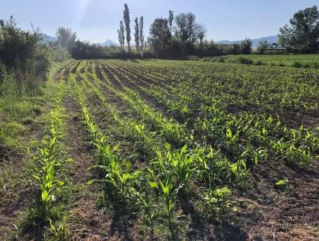 2200M2 Grundstück Zum Verkauf In Dalyan Zum Verkauf In Dalyan