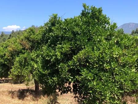 Garten Zum Verkauf In Gokce Akyaka, In Der Nähe Vom Meer, 38,000M2 Grundstück Zum Verkauf