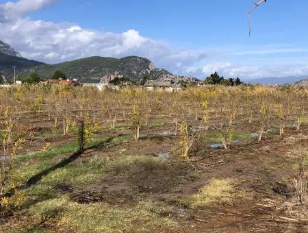 Grundstück Zu Verkaufen In Dalyan Istuzu Yollu Auf 24.000M2 Granatapfelgarten Zu Verkaufen