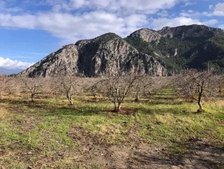 Grundstück Zu Verkaufen In Dalyan Istuzu Yollu Auf 24.000M2 Granatapfelgarten Zu Verkaufen