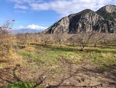 Grundstück Zu Verkaufen In Dalyan Istuzu Yollu Auf 24.000M2 Granatapfelgarten Zu Verkaufen