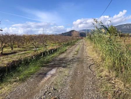 Grundstück Zu Verkaufen In Dalyan Istuzu Yollu Auf 24.000M2 Granatapfelgarten Zu Verkaufen