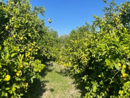 10.000M2 Zitronengarten Zum Verkauf In Karadons