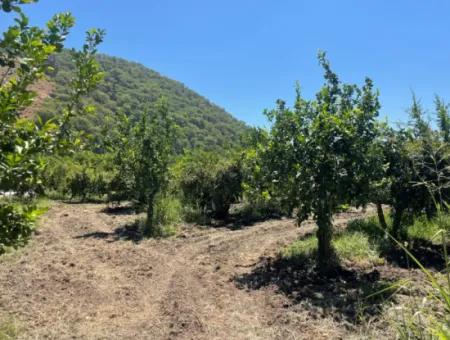 Straßenneuer 6820M2 Granatapfel- Und Zitronengarten Steht In Tepearası Zum Verkauf