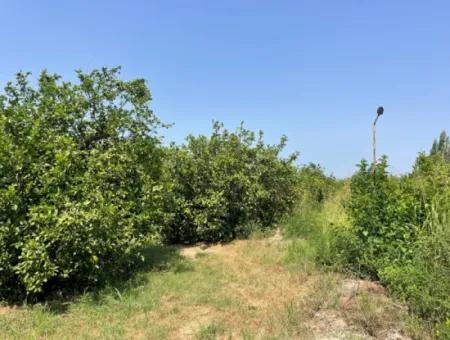 10.000M2 Grundstück Zum Verkauf Im Bebauten Gebiet Des Dorfes In Okçular