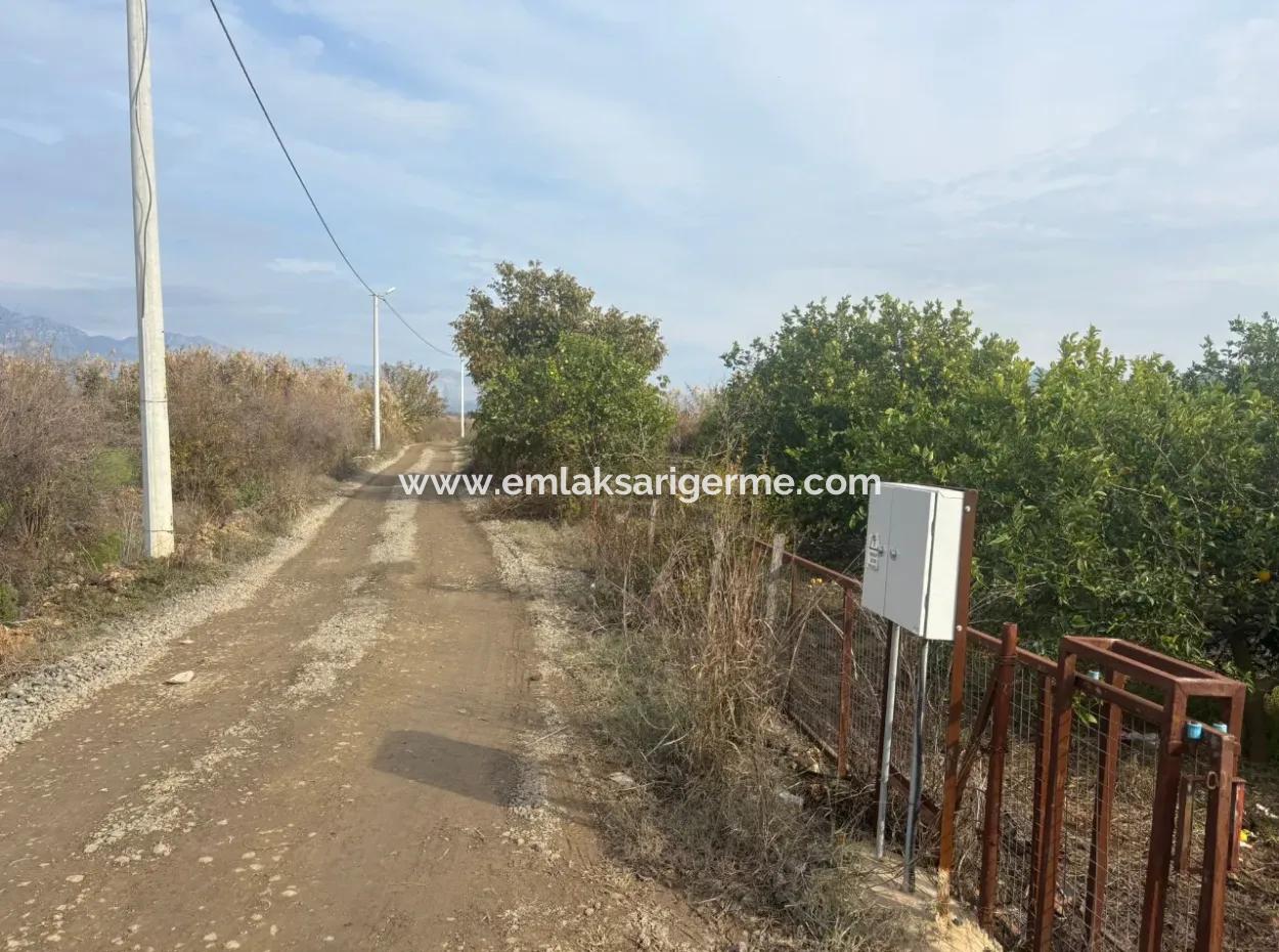 Single Title Deed 5617M2 Lemon Orchard For Sale In Tepearası