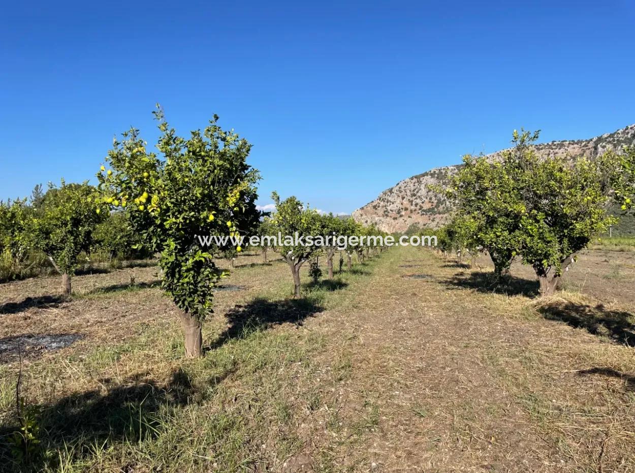 Land For Sale In Dalyan Close To The Center Of 6600M2