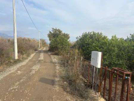 Single Title Deed 5617M2 Lemon Orchard For Sale In Tepearası