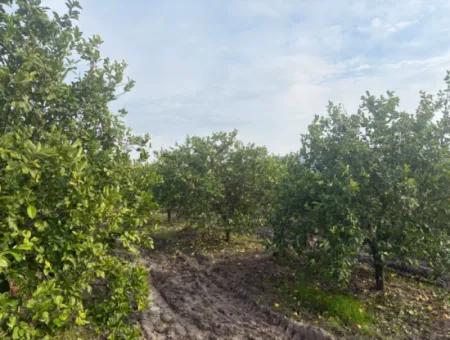 Single Title Deed 5617M2 Lemon Orchard For Sale In Tepearası