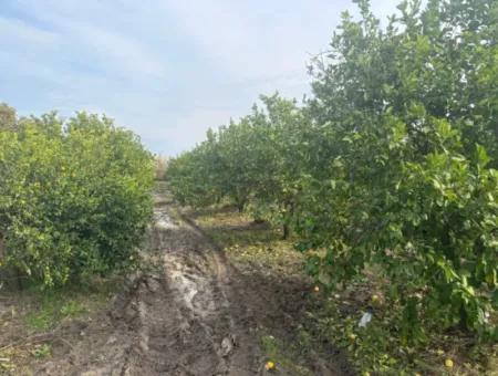 Single Title Deed 5617M2 Lemon Orchard For Sale In Tepearası