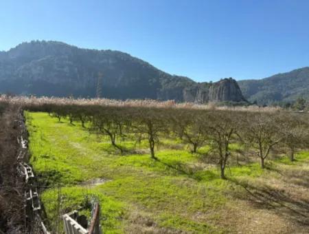 5985M2 5% Zoned Land For Sale In Dalyan As Vineyard Garden