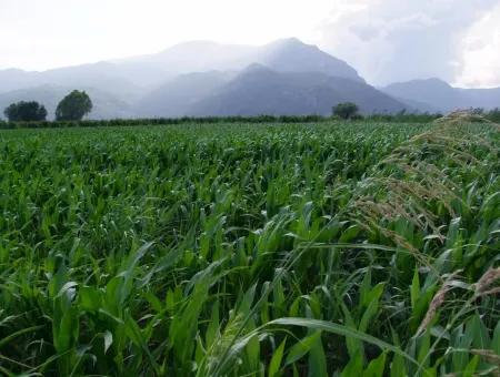 Farm For Sale Near The Centre Of Dalyan,14, 612M2 Farm For Sale