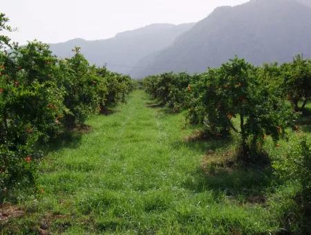 Merkez Dalyan Iztuzu Lake Garden Villa For Sale