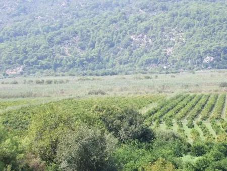 For Sale Farm For Sale In Dalyan 73410M2