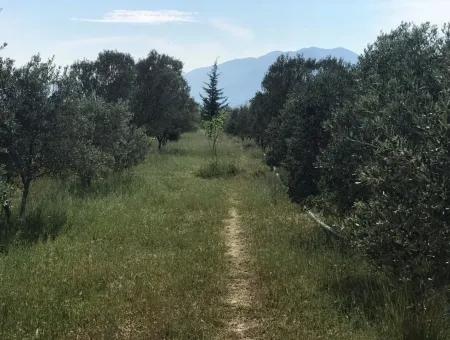 Land For Sale In Seydikemer Korubuku 76000M2