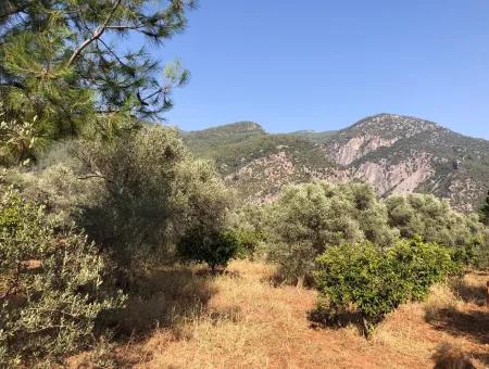 Land Field For Sale In Köyceğinz Yangi 9406M2 Land For Sale