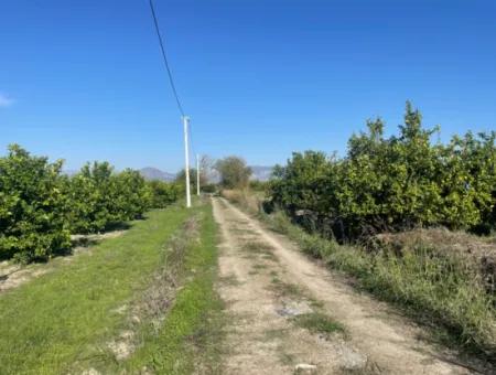 10,000M2 Lemon Garden For Sale In Karadons