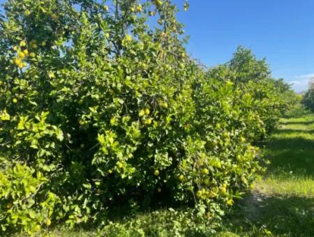 10,000M2 Lemon Garden For Sale In Karadons