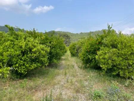 7800M2 Land For Sale At The Beginning Of Iztuzu Beach Road In Gökbel