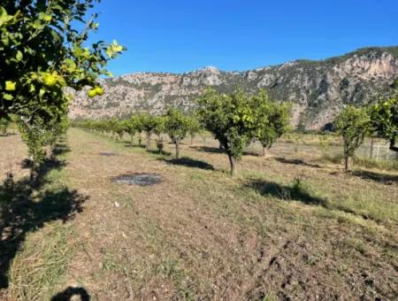 Land For Sale In Dalyan Close To The Center Of 6600M2