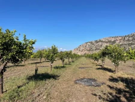 Land For Sale In Dalyan Close To The Center Of 6600M2