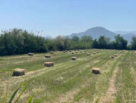 6,500M2 Field For Sale On The Iztuzu Road In Dalyan