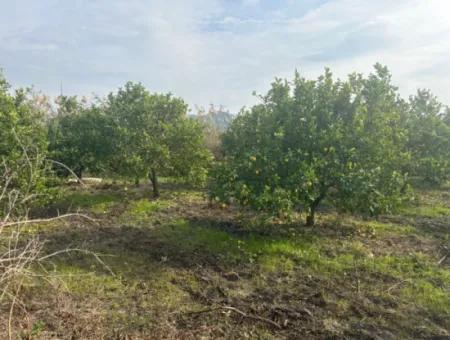 Tepearası'nda Tek Tapu 5617M2 Satılık Limon Bahçesi