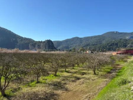 Dalyan'da Bağ Bahçe Olarak 5985M2 %5 İmarlı Satılık Arsa