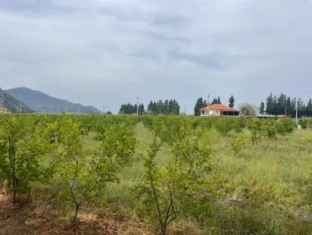 Dalyan'da 6500M2 Satılık Tarla